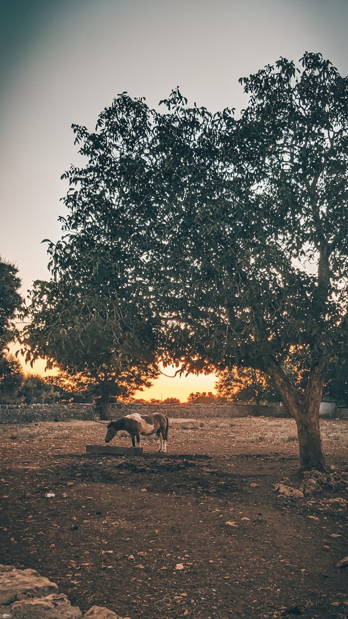 Masseria Lisi Anna, Selva di Fasano