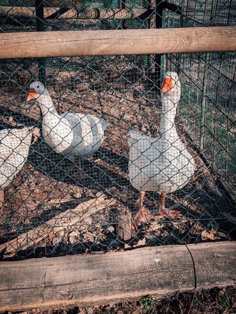 Agristurismo La Soldanella, Rosta, Torino